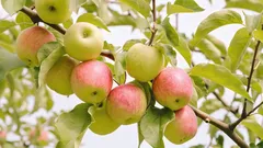 家庭菜園のベテランがリンゴの木の下によく植えるもの：収穫量を増やす植物