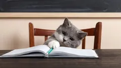 猫は実際どれほど賢く、何を理解できるのか？