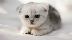 猫を飼うべき10の理由