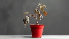 しおれた植物を元気にさせる、簡単な家庭療法――キッチンにある3つの材料で。