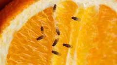 さようなら、コバエ：家庭で簡単にできる駆除法