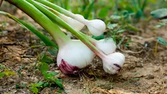 ニンニクの近くに植えるおすすめの植物：収穫を増やす相性の良い組み合わせ