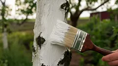 春に木を白く塗るには：石灰の代わりに使える効果的な代替品を試してみてください