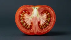 トマトの白くて硬い芯はなぜできる？原因と、芯のない理想の実を育てられるのか？