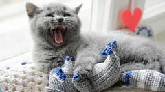 なぜ猫は家の中を歩き回って鳴くの?何を伝えようとしているの?