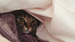 猫は何度から寒がる？そもそも寒さを感じるのか？