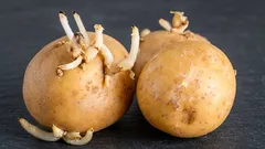 じゃがいもの芽は捨てないで：驚くかもしれませんが、実は役立つ使い道があります