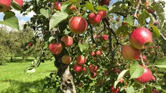 果樹の剪定：適切な時期と豊作のための役立つコツ