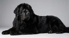 静かで穏やかな暮らしが好きな人におすすめの「おっとり犬」6犬種